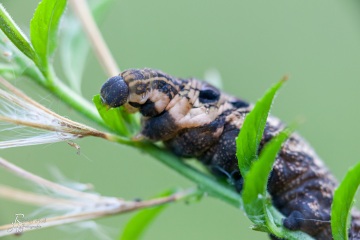 RHO_2013-09-01_Haspelmoor_6317