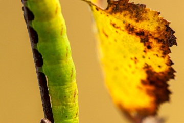 RHO_2013-10-13_Haspelmoor_8631