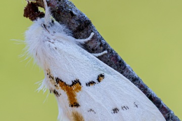 RHO_2015-06-05_Haspelmoor_2800