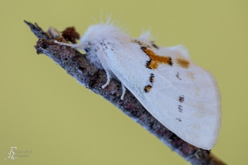 RHO_2015-06-05_Weisser_Zahnspinner_2763