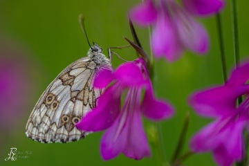 RHO_2018-06-24_Kissinger_Heide_8330