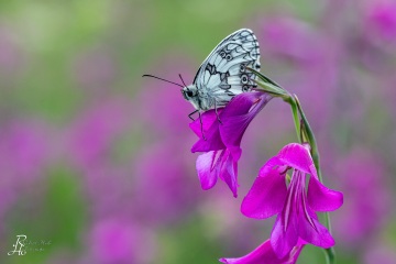 RHO_2018-06-24_Kissinger_Heide_8458