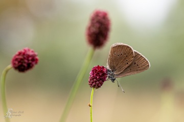 RHO_2018-07-28_Dunkler_Wiesenknopf_Ameisenblaeuling_0613