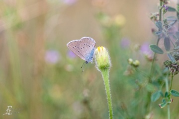 RHO_2018-07-28_Dunkler_Wiesenknopf_Ameisenblaeuling_0768