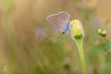 RHO_2018-07-28_Dunkler_Wiesenknopf_Ameisenblaeuling_0794