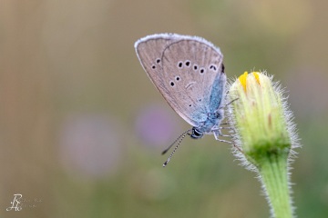 RHO_2018-07-28_Dunkler_Wiesenknopf_Ameisenblaeuling_0836