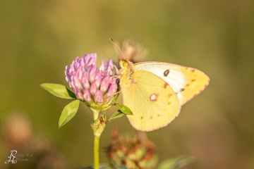 RHO_2018-09-08_unbenannt_2452