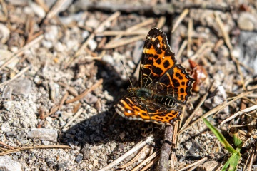 RHO_2019-04-19_unbenannt_8246
