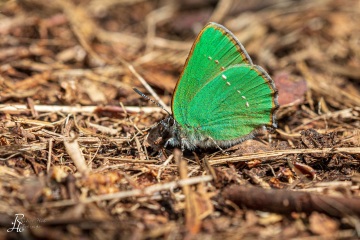 RHO_2019-05-01_Haspelmoor_9711