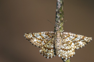 RHO_2019-05-24_Haspelmoor_0638