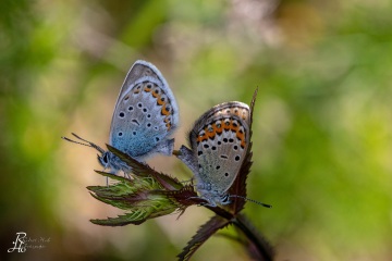 RHO_2019-06-16_Prittriching_3411