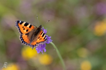 RHO_2019-06-20_unbenannt_3580