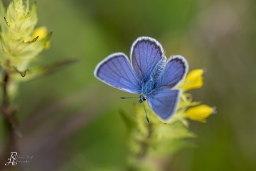 RHO_2019-06-20_unbenannt_3787