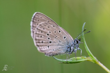 RHO_2019-06-23_FFC_Kissinger_Heide_4081
