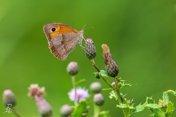 RHO_2019-07-27_Seachtn_6090