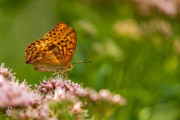 RHO_2019-07-27_Seachtn_6169