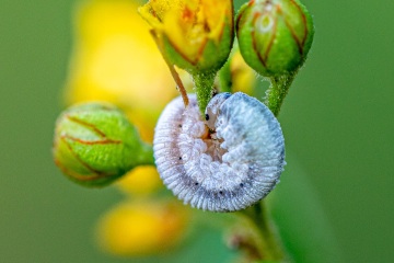 RHO_2019-08-04_Seachtn_6520