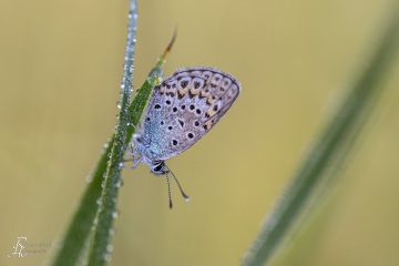 RHO_2019-08-15_unbenannt_7192