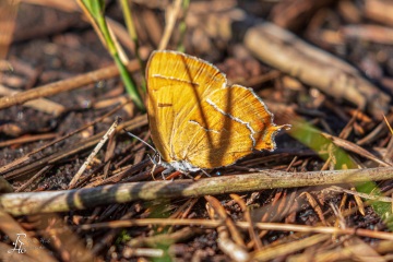 RHO_2019-09-21_Nierenfleck-Zipfelfalter_0017