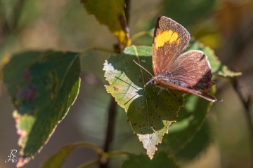 RHO_2019-09-21_Nierenfleck-Zipfelfalter_0040