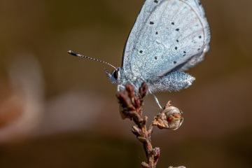 RHO_2020-04-10_Haspelmoor_Faulbaumblaeuling_2161