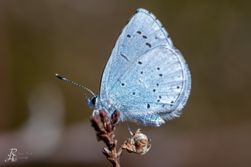 RHO_2020-04-10_Haspelmoor_Faulbaumblaeuling_2189