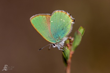 RHO_2020-04-19_Haspelmoor_3950