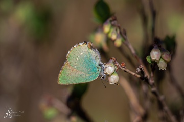 RHO_2020-04-19_Haspelmoor_3978