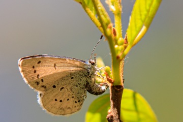 RHO_2020-04-26_Haspelmoor_4186
