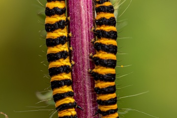 RHO_2020-07-18_Kreuzkrautbaerenraupen_9299