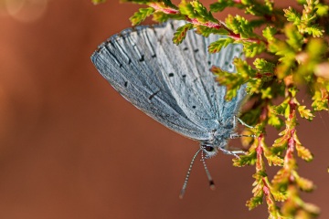 RHO_2020-07-19_Faulbaumblaeuling_7099