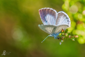 RHO_2020-07-19_Faulbaumblaeuling_7110