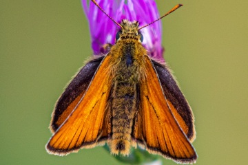 RHO_2020-07-19_Prittriching_7508