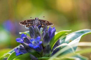 RHO_2020-07-19_Prittriching_7512