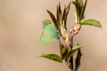 RHO_2021-04-28_Brombeerzipfelfalter_2666