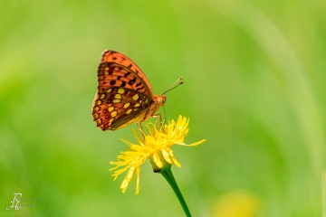 RHO_2021-06-24_Unteralting_6952