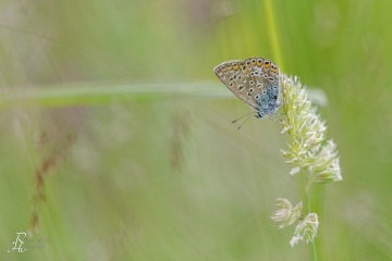 RHO_2021-06-24_Unteralting_7213