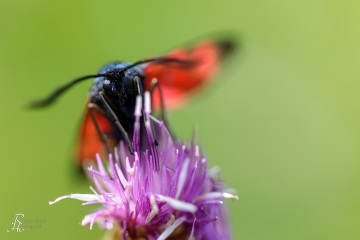 RHO_2021-08-09_Haspelmoor_0050