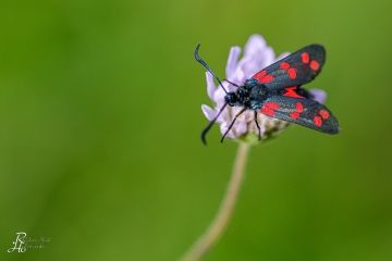 RHO_2021-08-09_Haspelmoor_9985