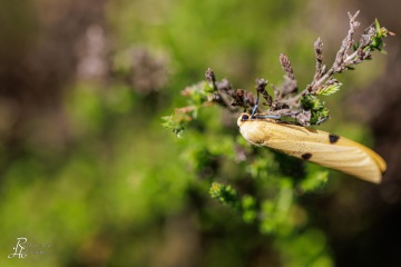 RHO_2022-07-06_Haspelmoor_2191