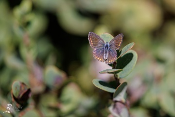 RHO_2022-08-23_Haspelmoor_5433
