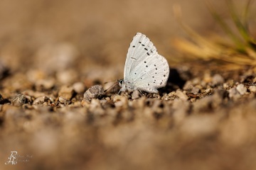 RHO_2024-04-06_unbenannt_0030