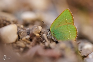 RHO_2024-04-06_unbenannt_0053