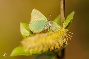 RHO_2024-04-06_unbenannt_0059