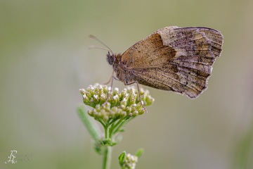 RHO_2024-06-16_Neusiedler_See_0486