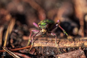 RHO_0001_Sonstige_Insekten_9961