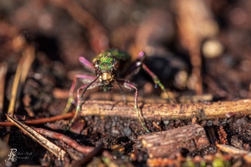 RHO_0003_Sonstige_Insekten_9956