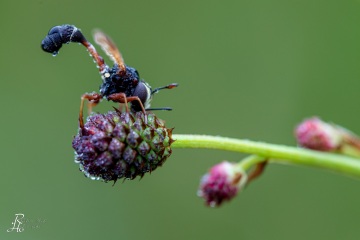 RHO_0004_Sonstige_Insekten_9103