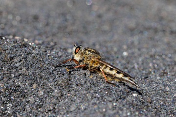RHO_0005_Sonstige_Insekten_9073