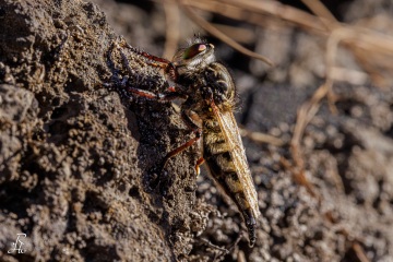 RHO_0006_Sonstige_Insekten_9086